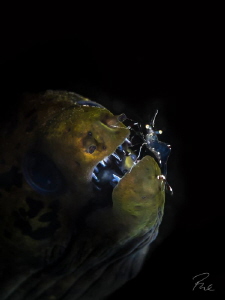 The Dentist by Philippe Eggert 